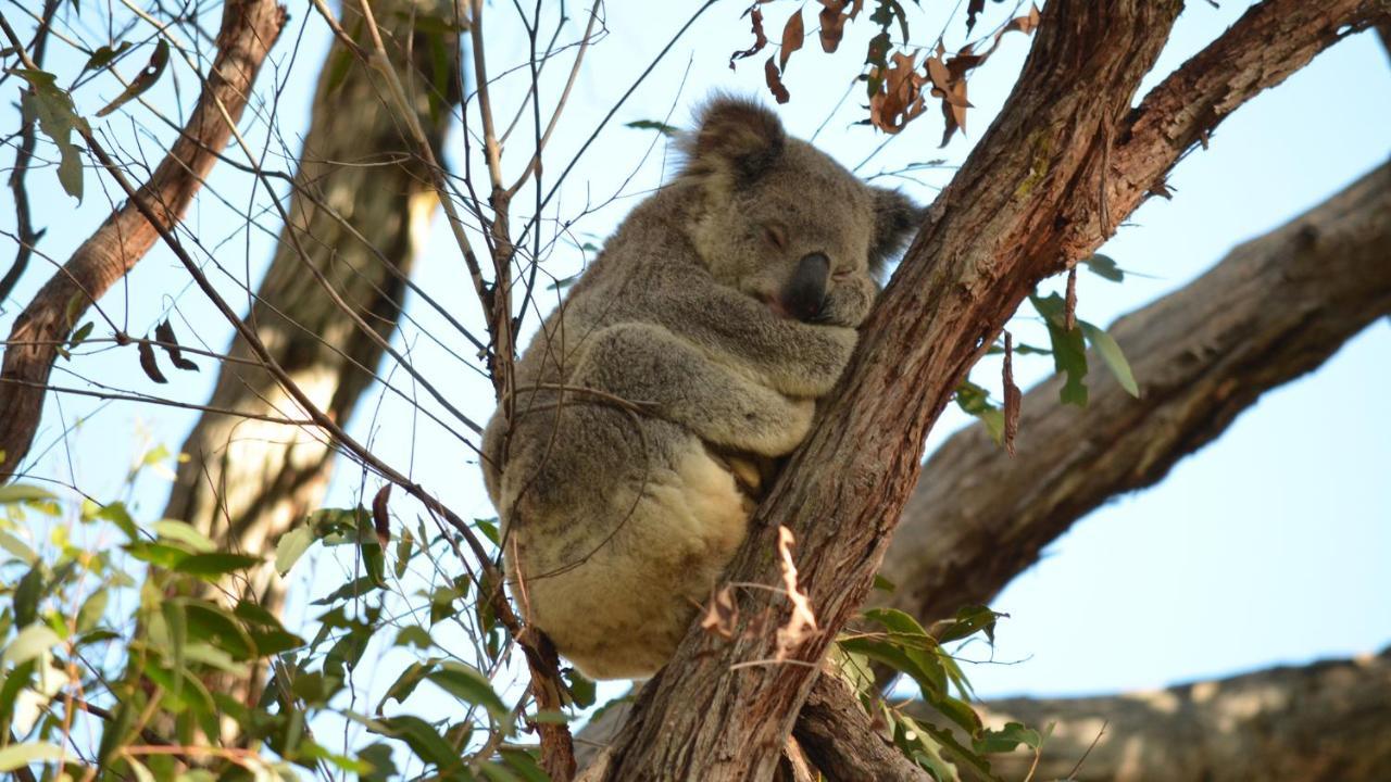 31 The Rocks Bed & Breakfast Stanthorpe Bagian luar foto