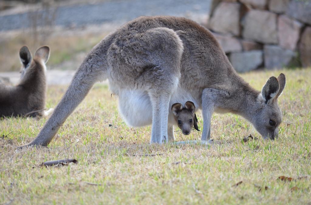 31 The Rocks Bed & Breakfast Stanthorpe Bagian luar foto